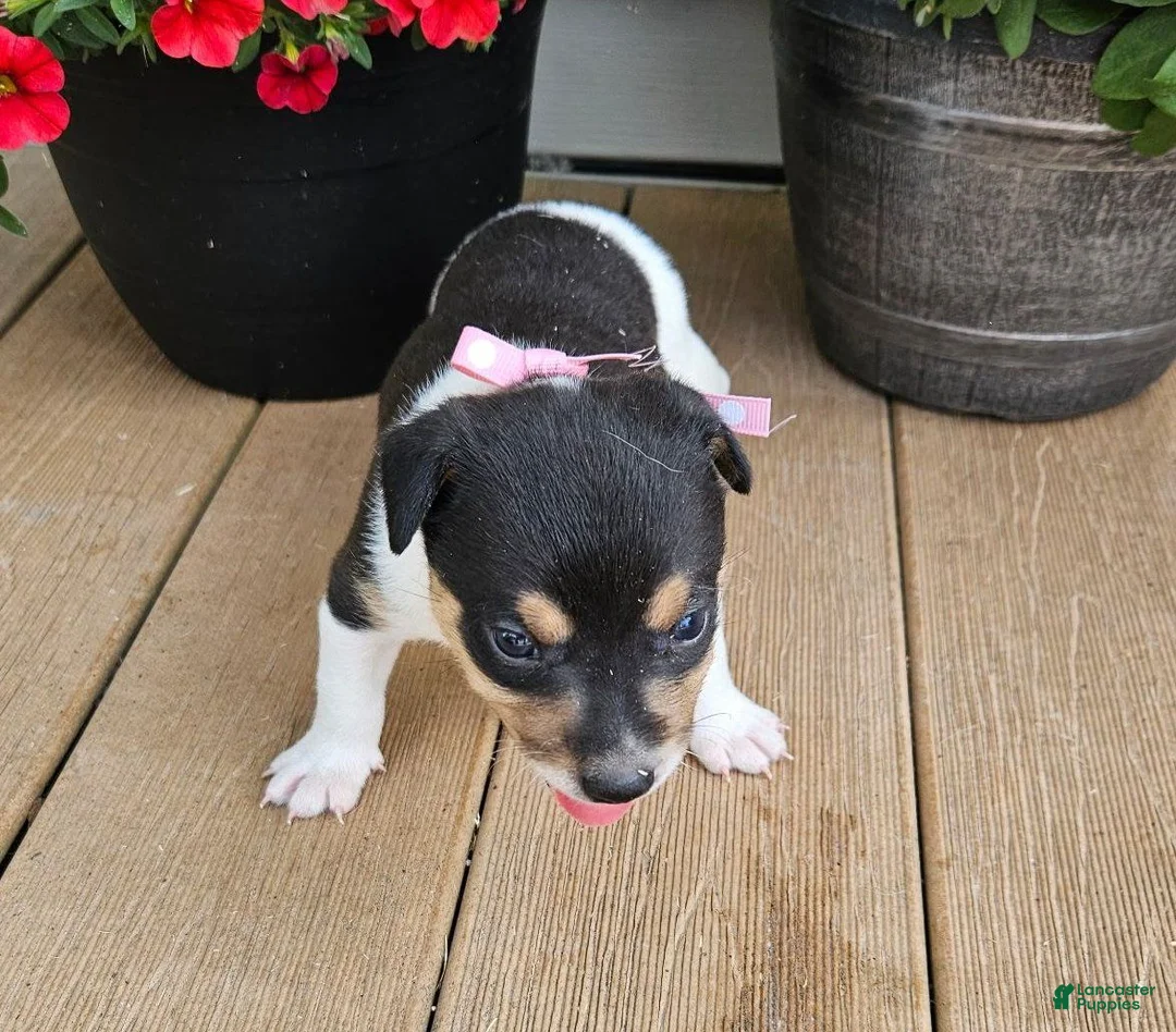 Rat Terrier dogs for sale: Lena - Ad 1