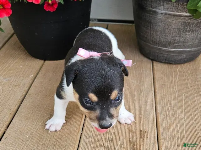 Rat Terrier dogs for sale: Lena - Ad 1