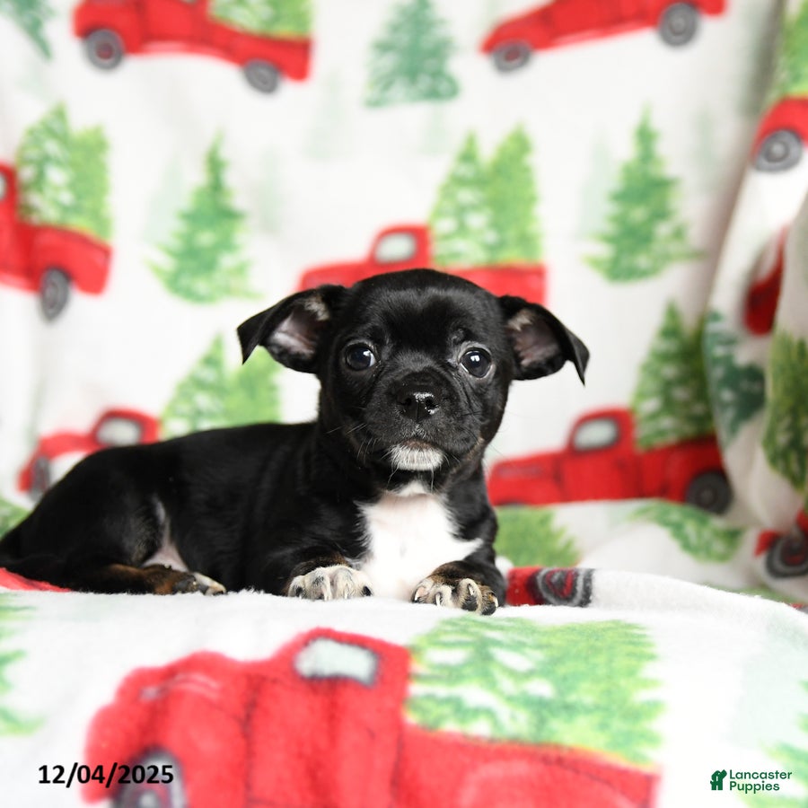 Chihuahua dogs Comet - Ad 28