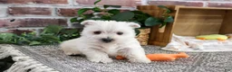 West Highland Terrier dogs for sale: Aladdin - Ad 1
