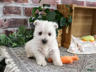 West Highland Terrier dogs Aladdin - Ad 42