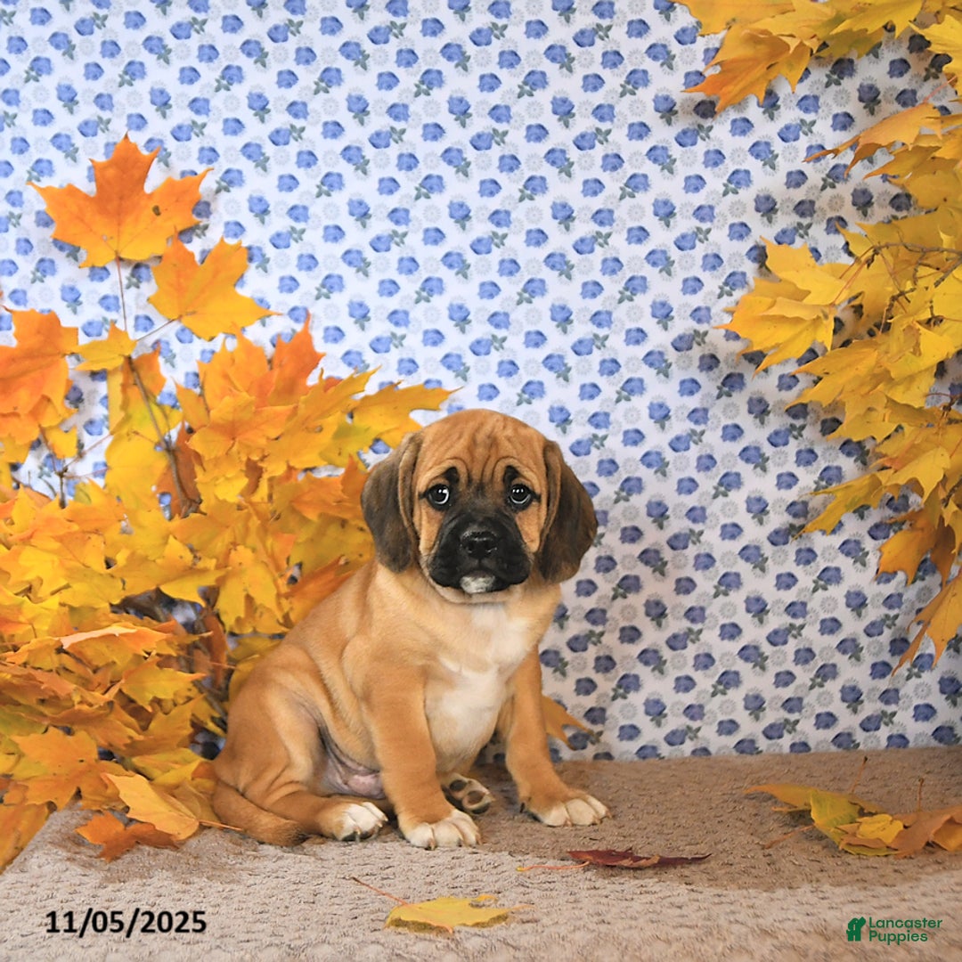 Puggle dogs for sale: Herbo - Ad 7