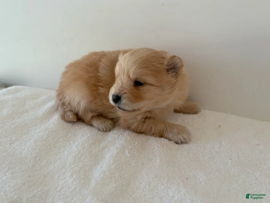 Pomeranian dogs for sale: Lettie - Ad 6