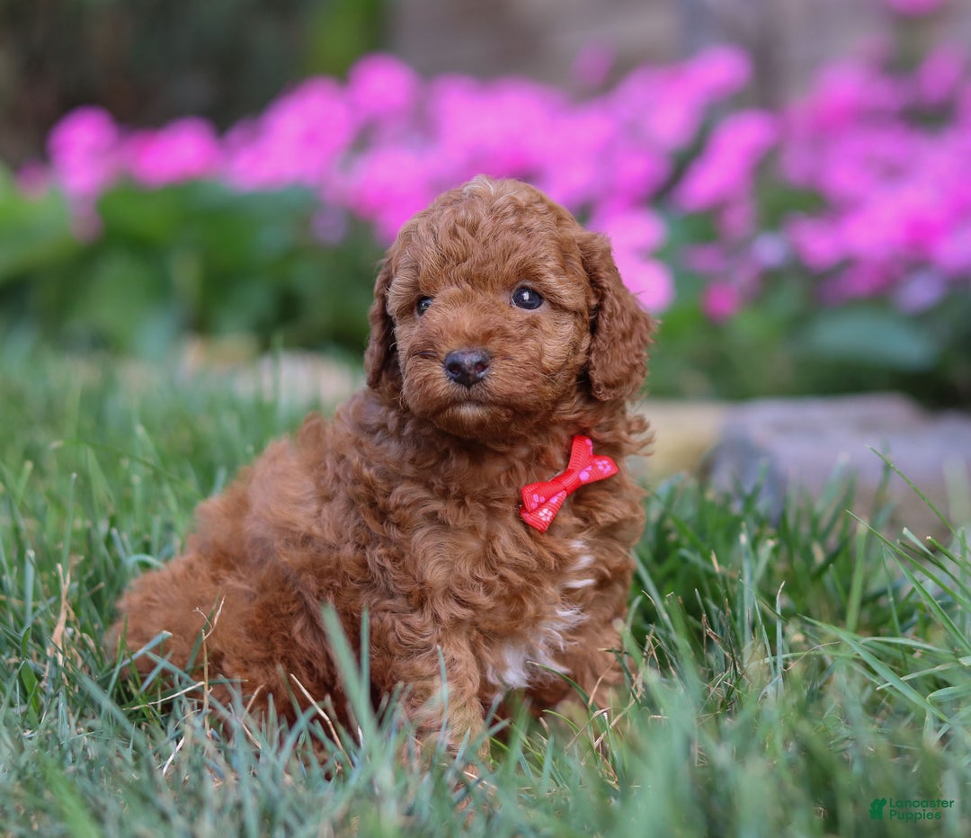 Miniature Poodle dogs for sale: Winston - Ad 4