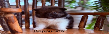 Kappucina