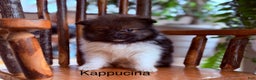 Pomeranian dogs for sale: Kappucina - Ad 1