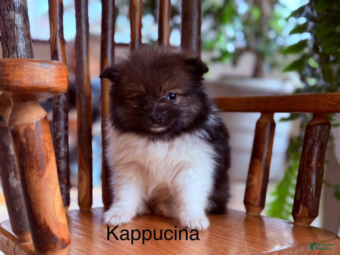 Pomeranian dogs for sale: Kappucina - Ad 1