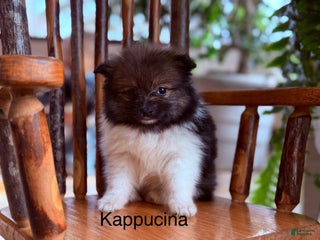 Pomeranian dogs Kappucina - Ad 30