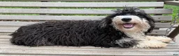 Mini Bernedoodle dogs for sale: Kate - Ad 3