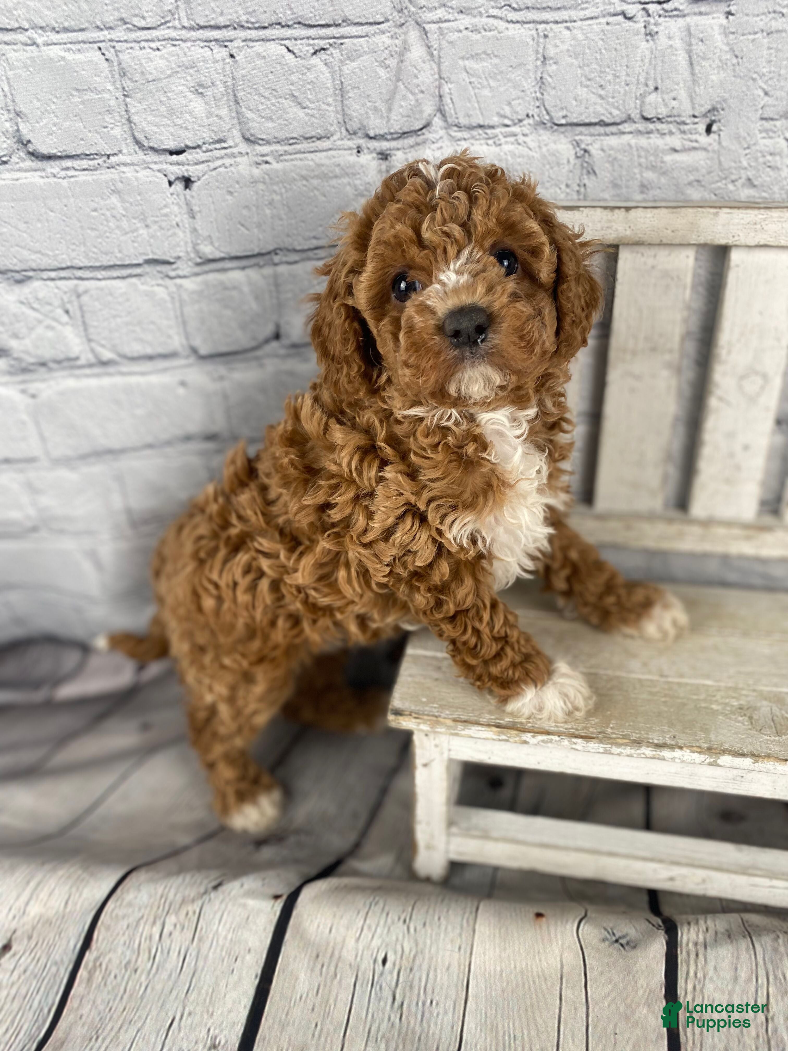 Cavapoo dogs Joy - Ad 2