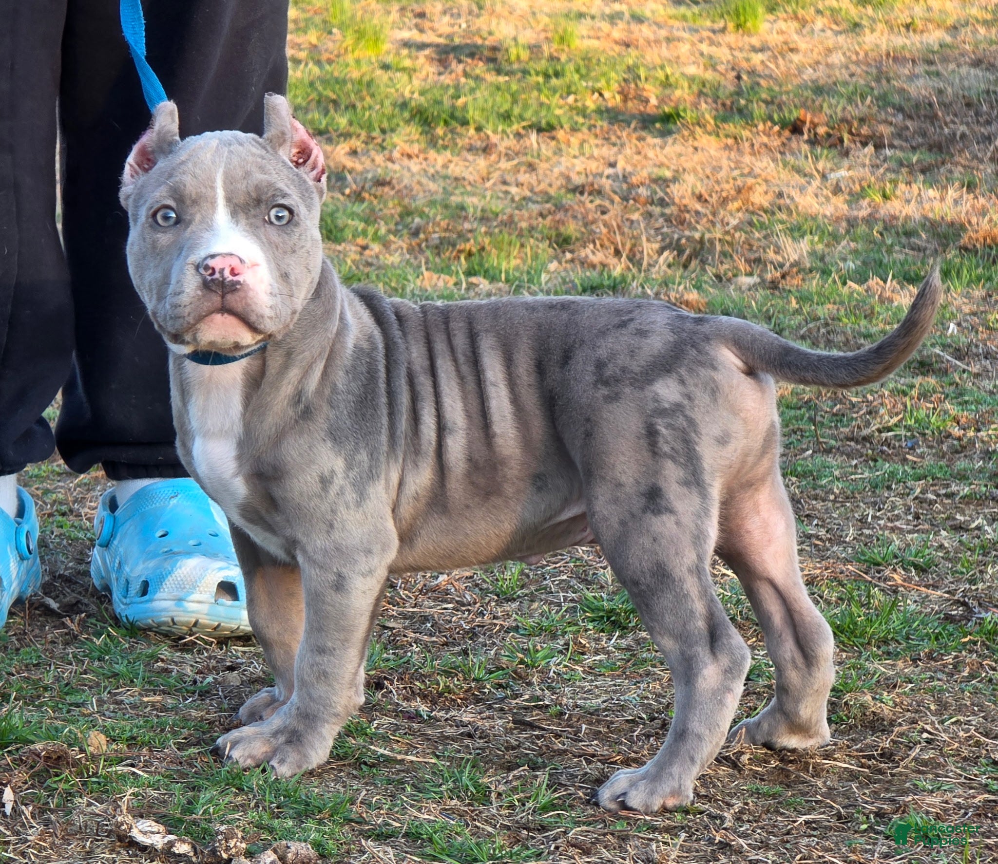 American Bully dogs Shadow - Ad 2