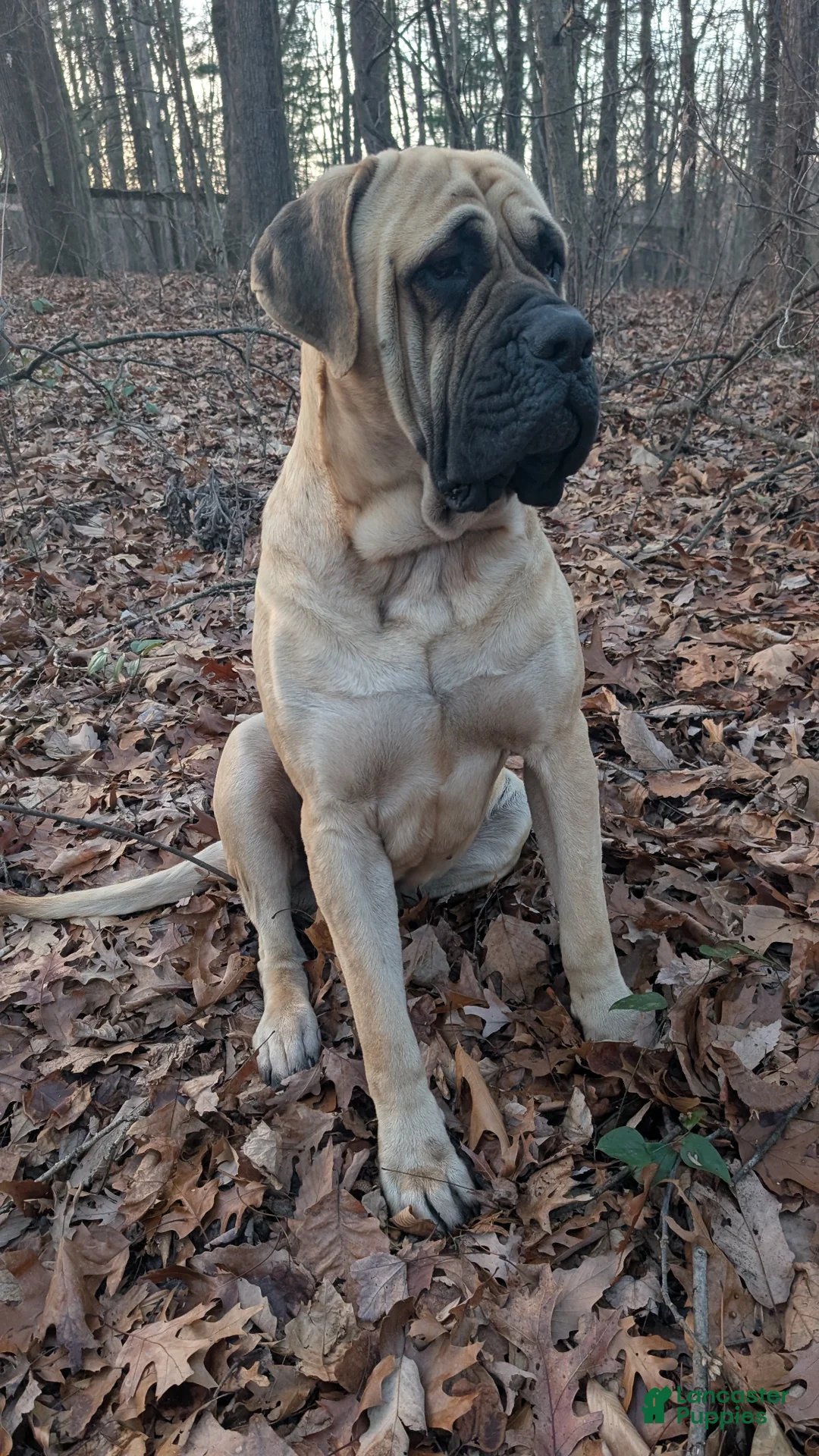 English Mastiff dogs for stud: Sadler's Squire-at-Arms - Ad 2