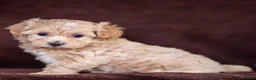 Maltipoo dogs for sale: Stella Maltipoo Puppy  - Ad 1