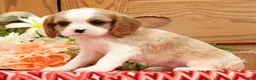 Cavalier King Charles Spaniel dogs for sale: Treasa - Ad 5