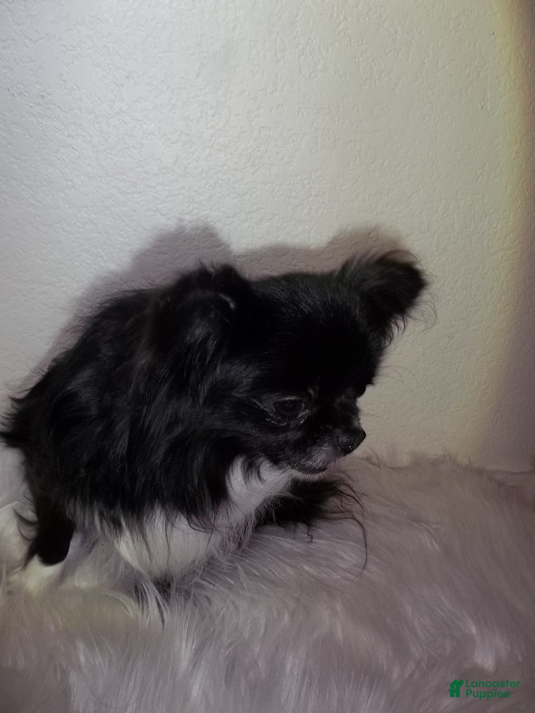 Chihuahua dogs for sale: Full AKC Adult  Russian Male  - Ad 1