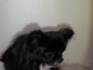 Chihuahua dogs Full AKC Adult Russian Male - Ad 1