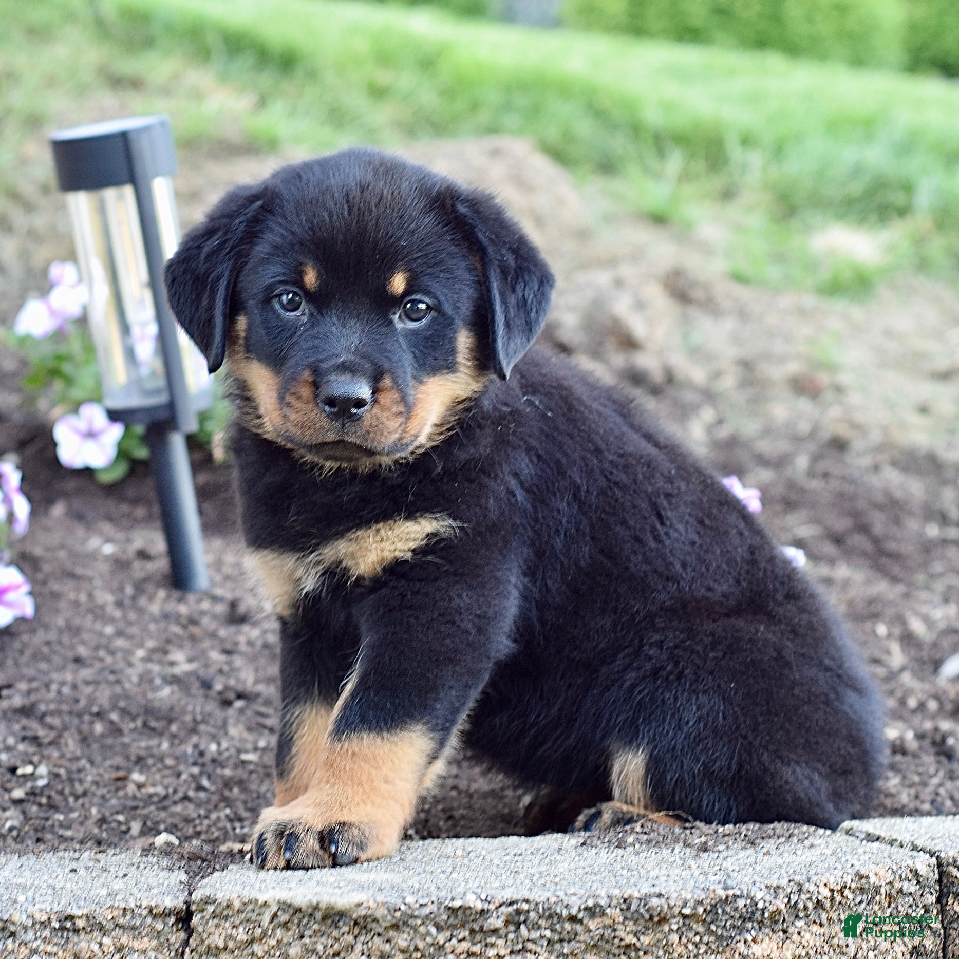 Rottweiler dogs Zara - Ad 2