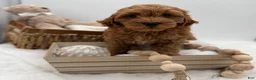 Mini Goldendoodle dogs for sale: Mini Goldendoodle 3 - Ad 4