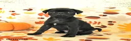 Pug dogs for sale: Champ  - Ad 2