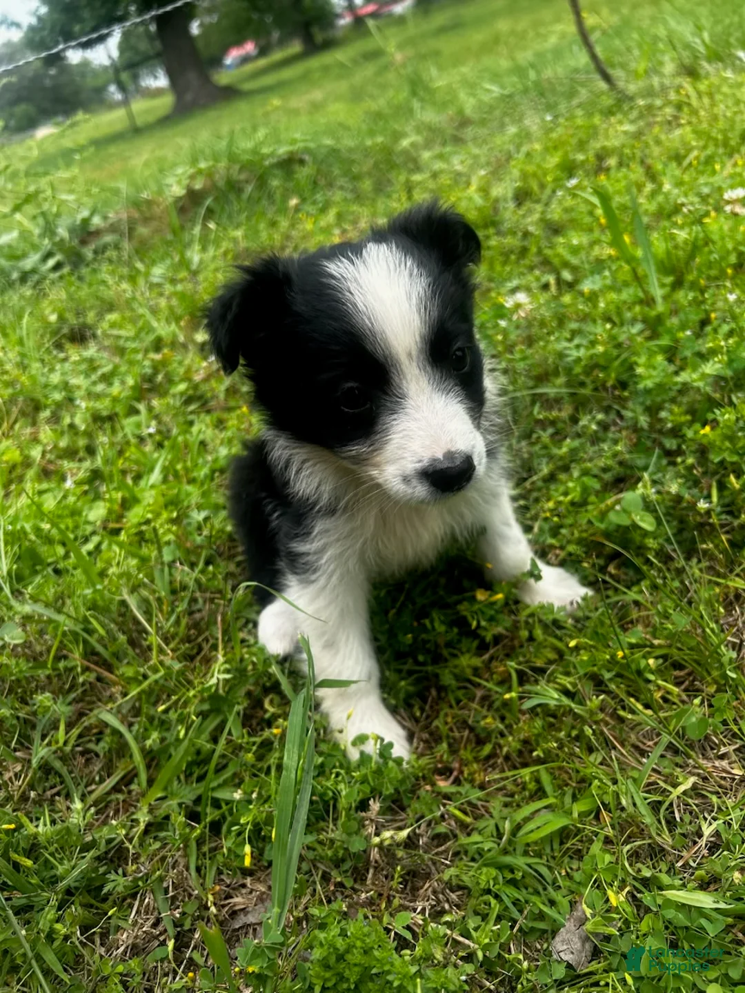Australian Shepherd dogs for sale: Australian Shepherd Puppy 3 - Ad 1