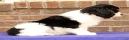 Cavalier King Charles Spaniel dogs for sale: Rosy - Ad 6