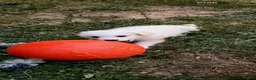 American Eskimo dogs for sale: American Eskimo Puppy 5 - Ad 5