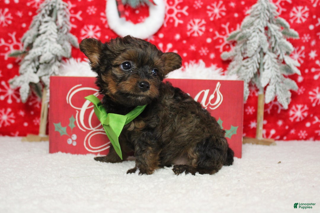 Yorkiepoo dogs for sale: Maize - Ad 8