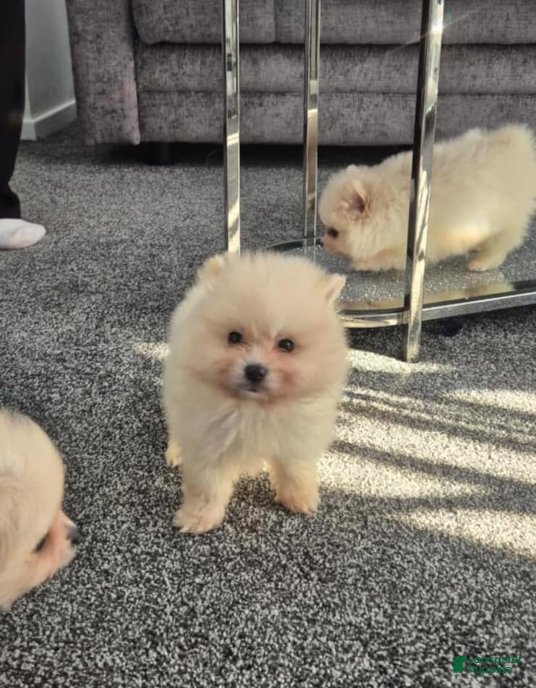 Pomeranian dogs Lucia - Ad 6