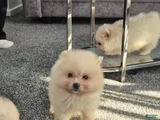 Pomeranian dogs Lucia - Ad 18