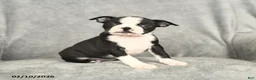 Boston Terrier dogs for sale: Beauty - Ad 3
