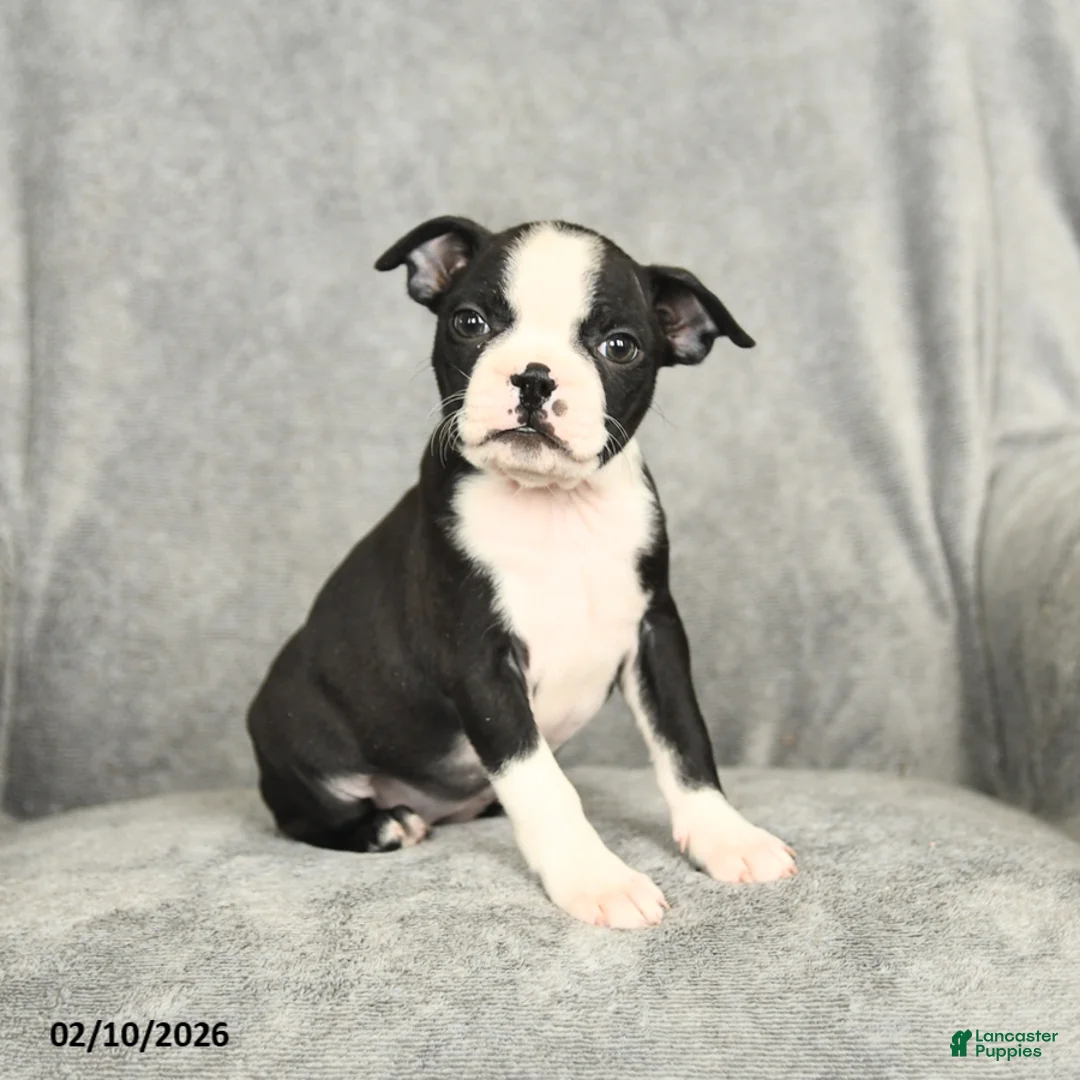 Boston Terrier dogs for sale: Beauty - Ad 3