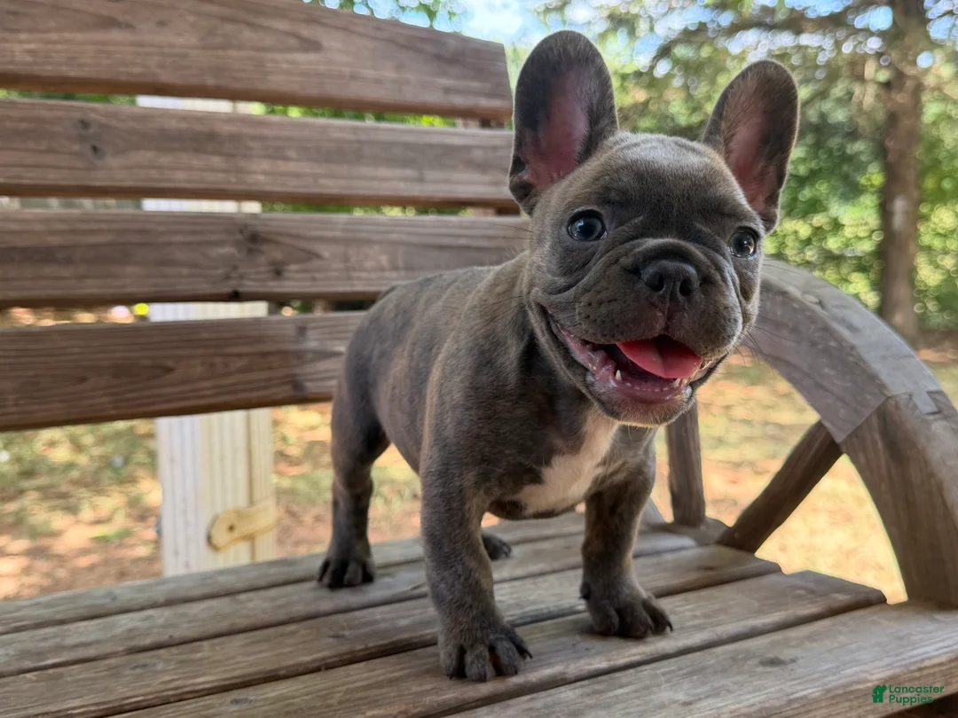 French Bulldog dogs for sale: Bane - Ad 2