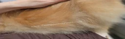 Pomeranian dogs for sale: Rare Beaver Color - Dolce - Teacup - 4 pounds - CH Lines! - Ad 6