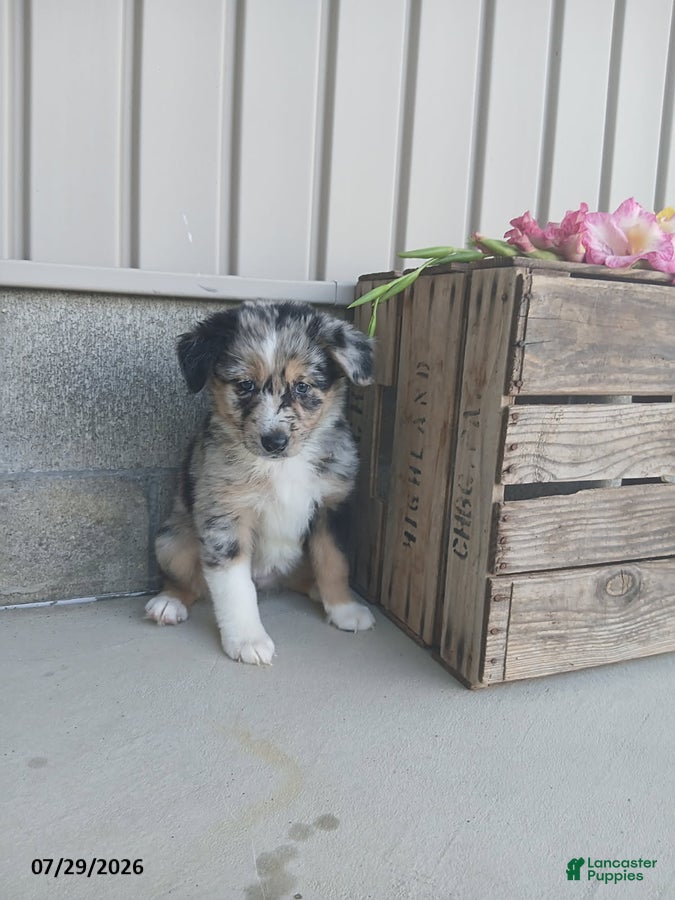 Australian Shepherd dogs Lassie - Ad 41