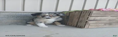 Lassie