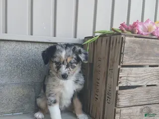 Australian Shepherd dogs Lassie - Ad 41