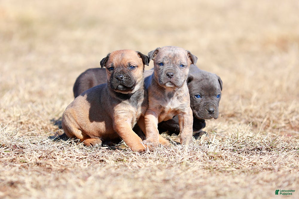 Mixed Breed dogs Junco - European Doberdane Blue Brindle! - Ad 2