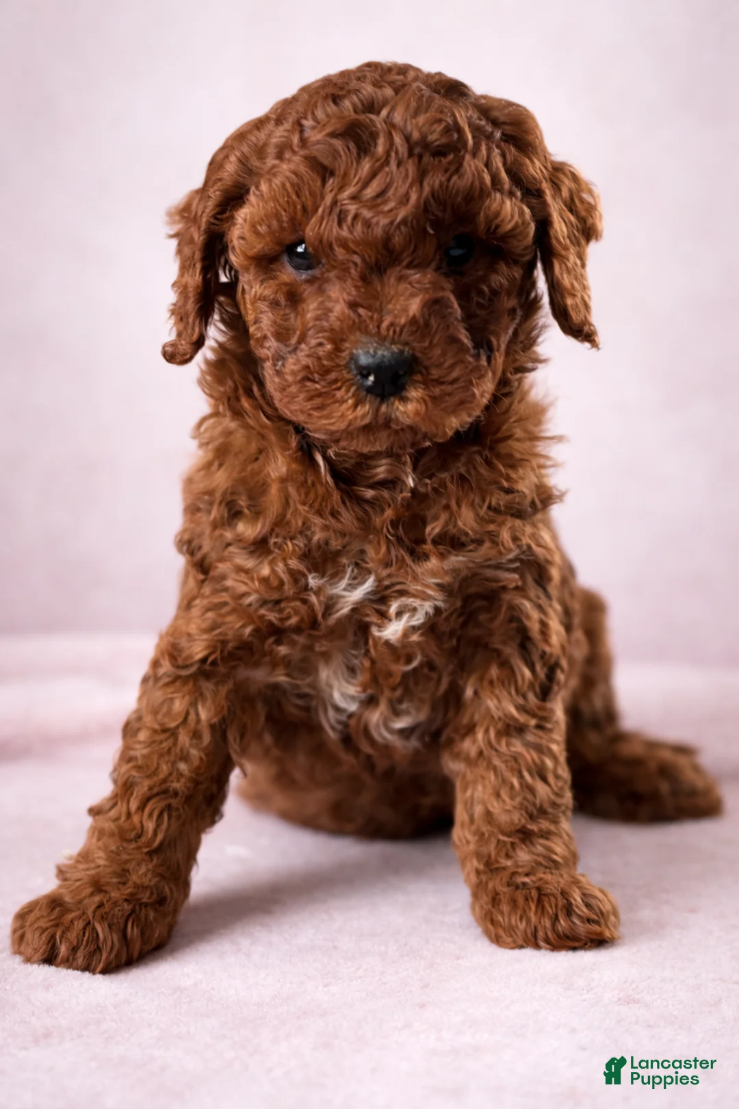 Mini Goldendoodle dogs for sale: Amour - Ad 1