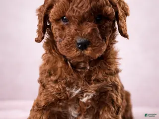 Mini Goldendoodle dogs Amour - Ad 17