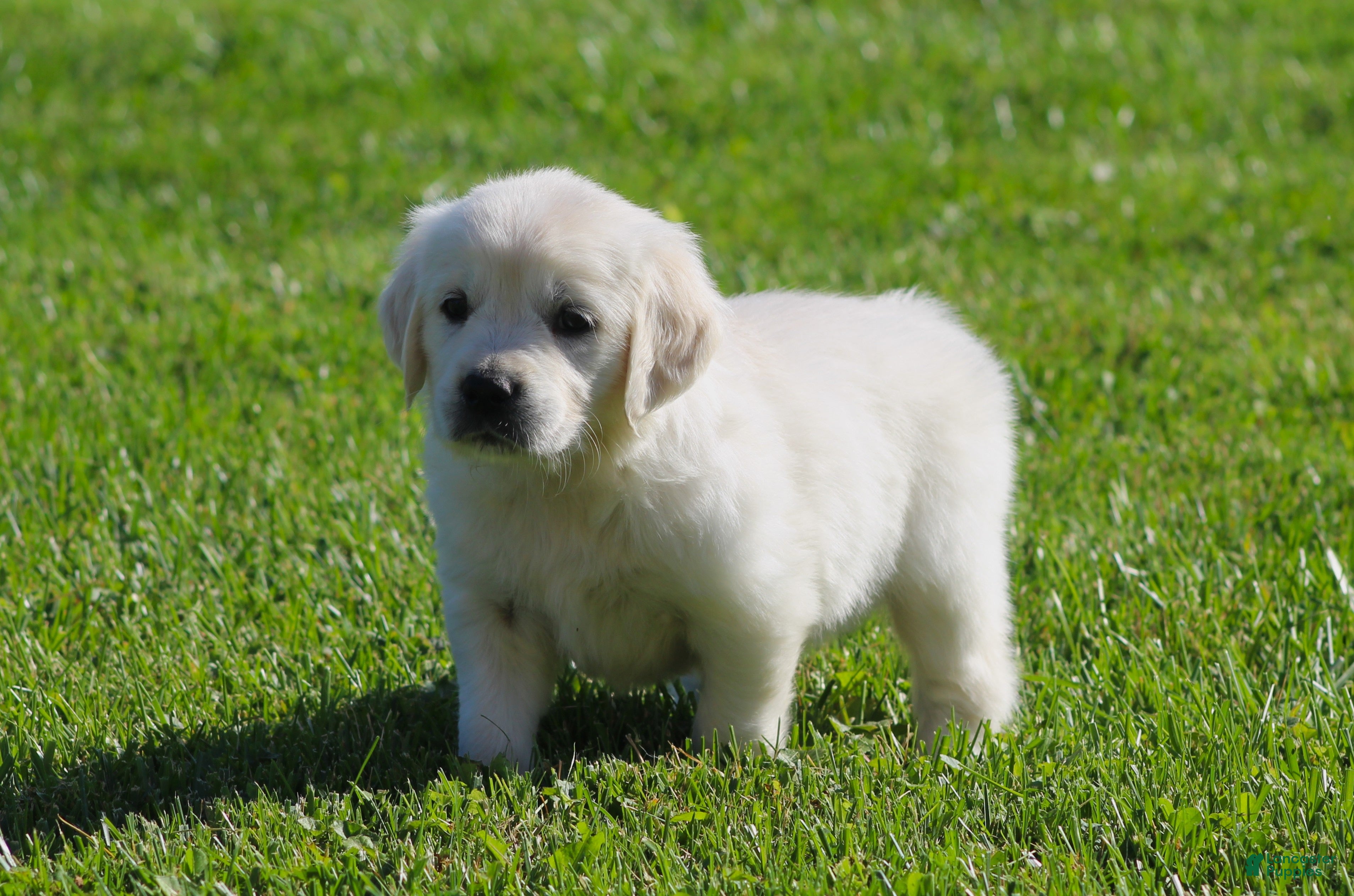 Golden Retriever dogs Lil Debbi  - Ad 2