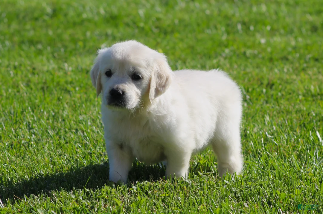 Golden Retriever dogs for sale: Lil Debbi  - Ad 2