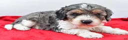 Cavapoo dogs for sale: Harper - Ad 8