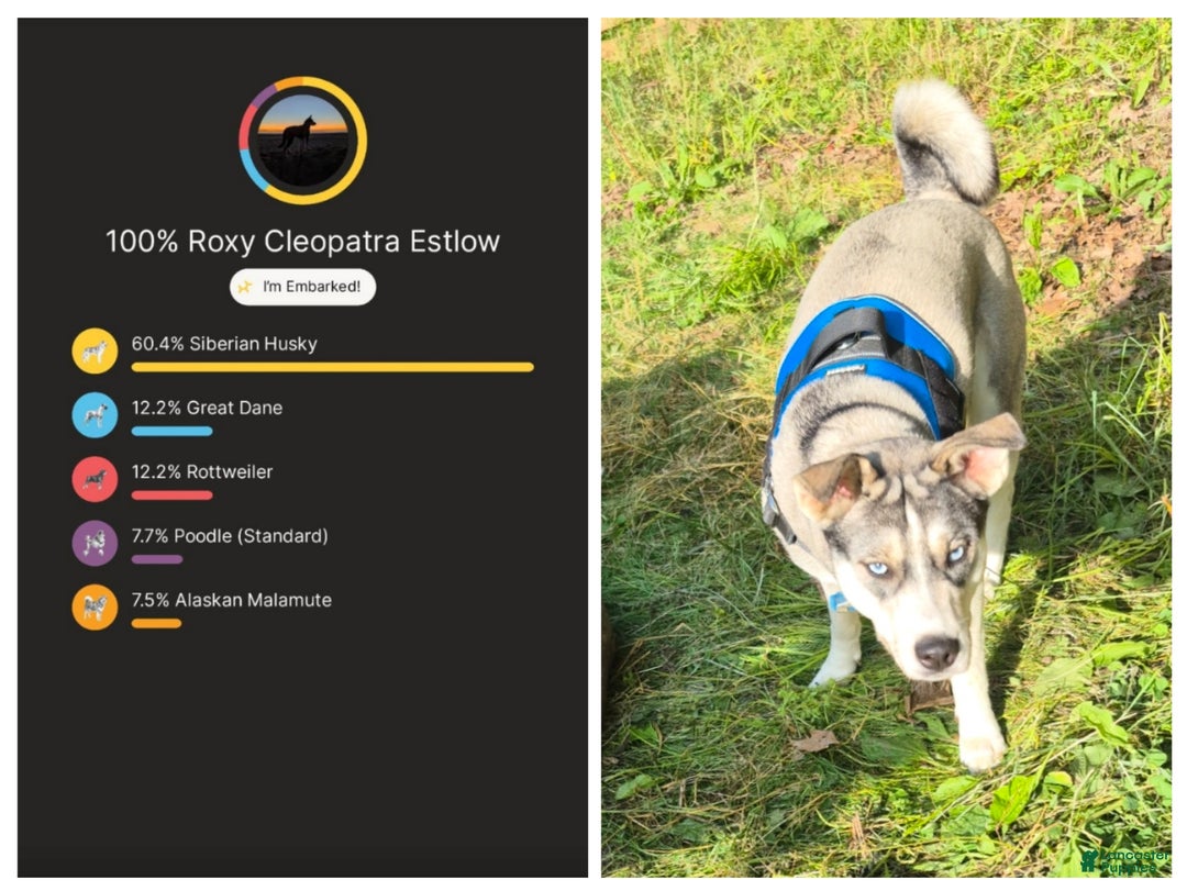 Mixed Breed dogs for sale: Mixed Breed Puppy 1 - Ad 1