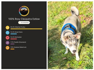 Mixed Breed dogs Mixed Breed Puppy 1 - Ad 11