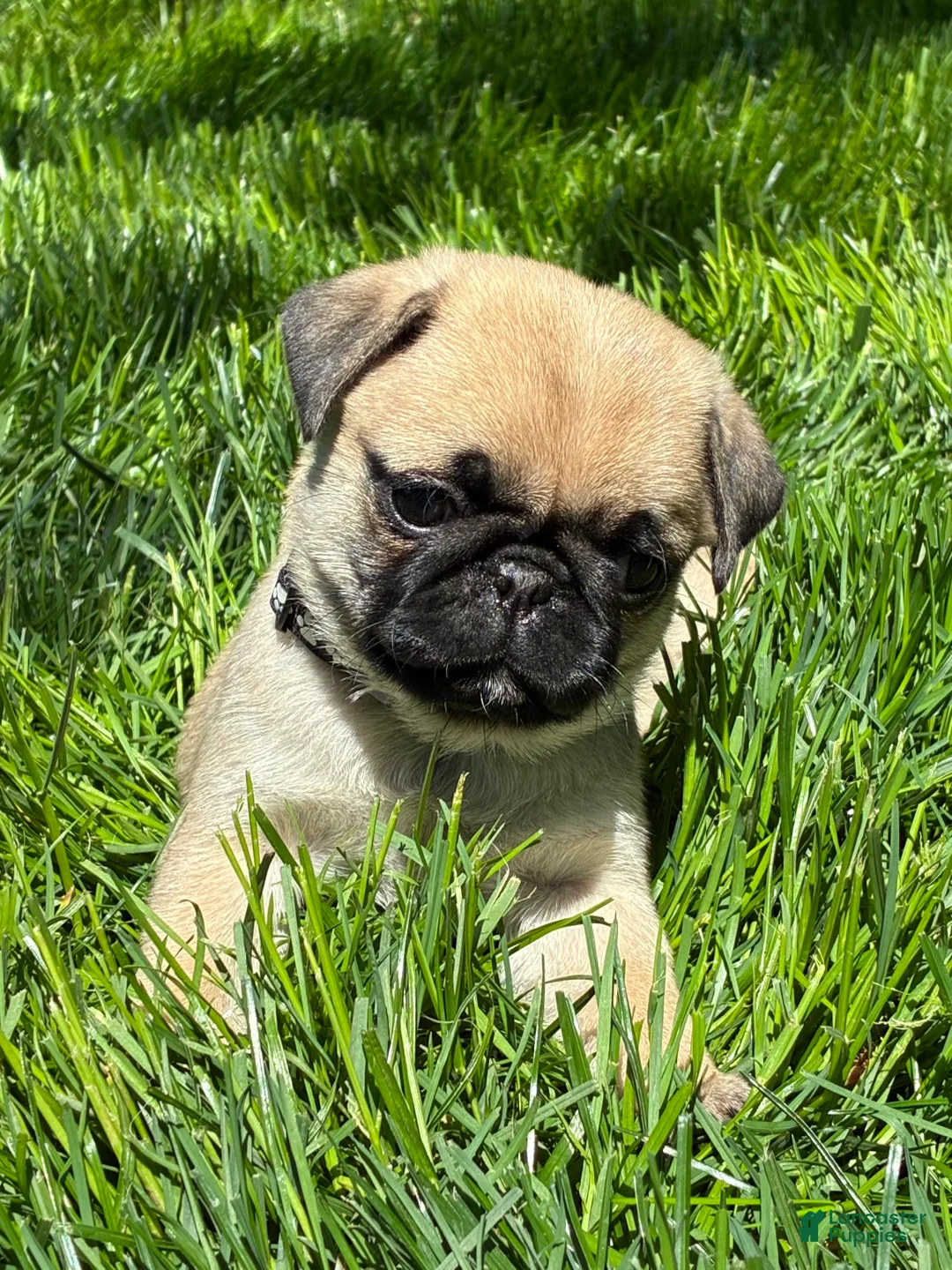 Pug dogs for sale: Mai - Ad 1