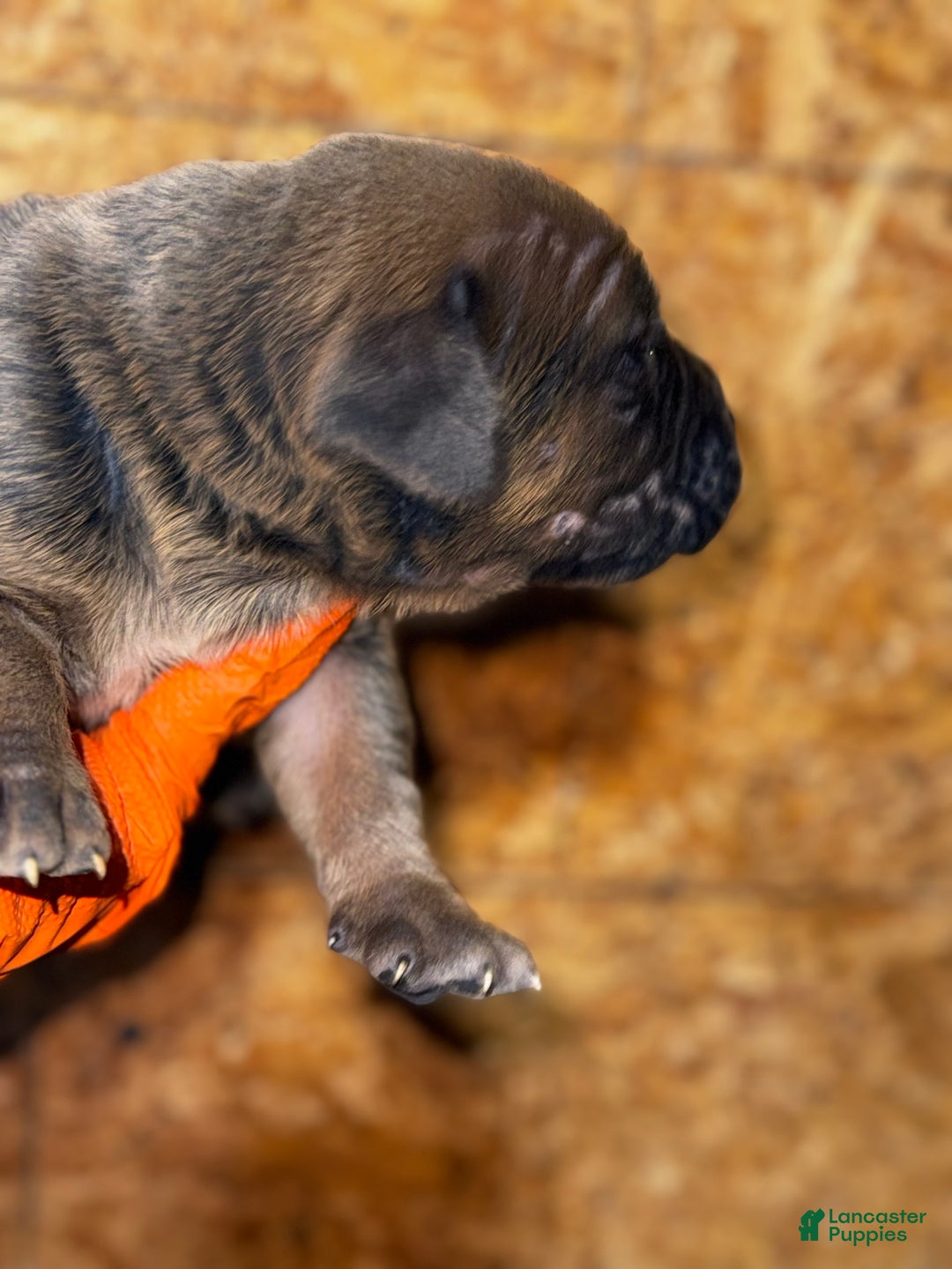 Cane Corso dogs for sale: Cane Corso Puppy 4 - Ad 4