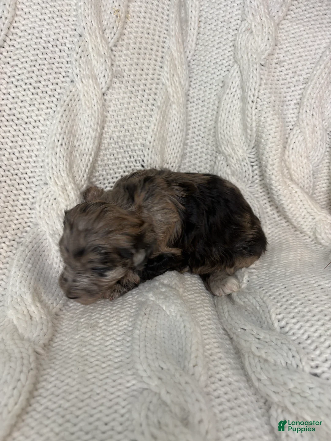 Mini Aussiedoodle dogs for sale: Mini Aussiedoodle Puppy 3 - Ad 7