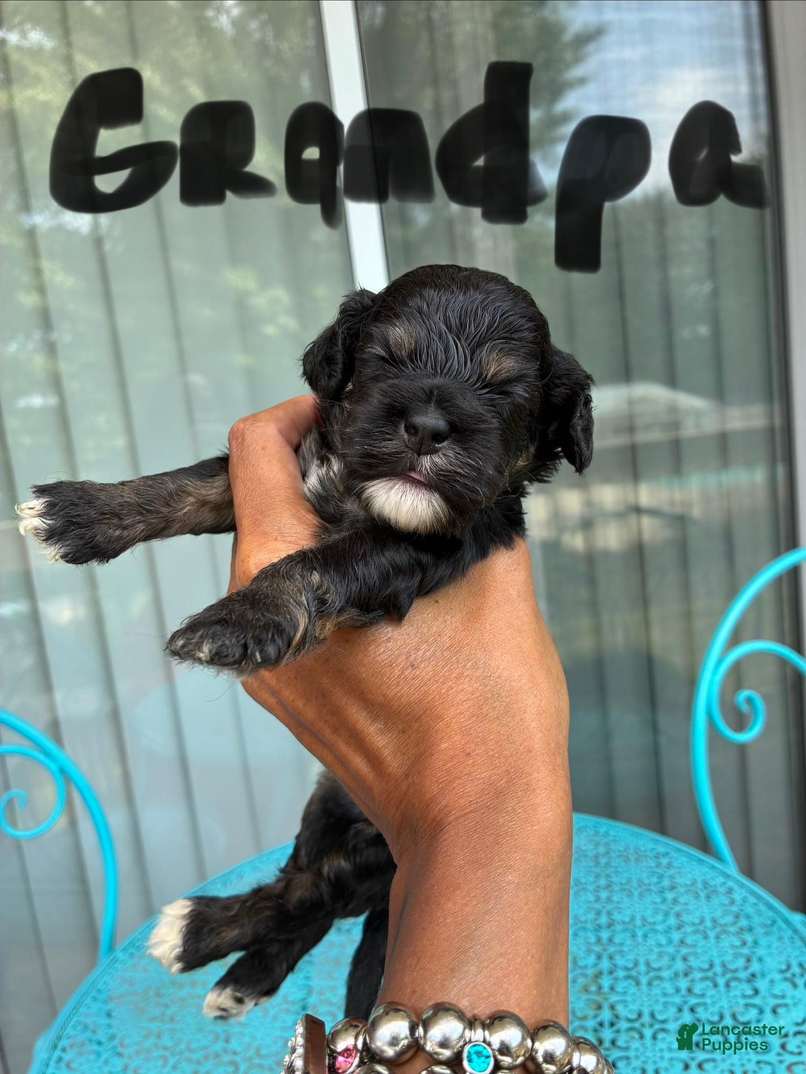 Cockapoo dogs  3. Grandpa - Ad 2