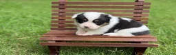 Mixed Breed dogs for sale: Mismark Girl - Ad 4
