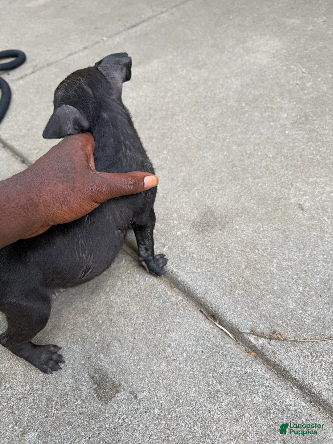 American Bully dogs for sale: American Bully 6 - Ad 2